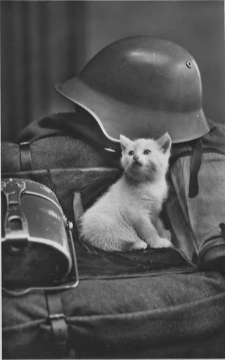Illustration for article titled The Heartless Kittens of the Third Reich